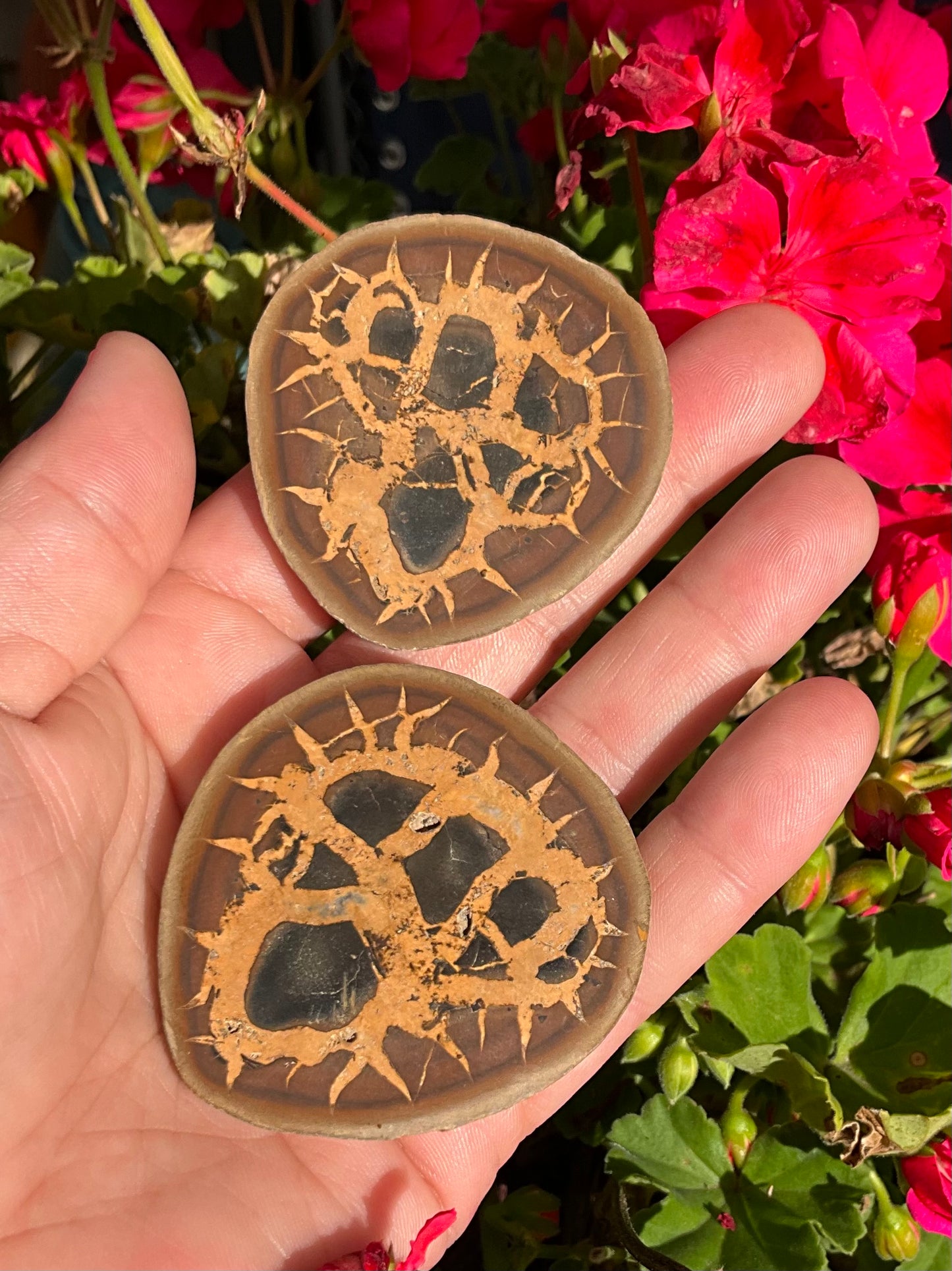 Septarian Nodule Slabs