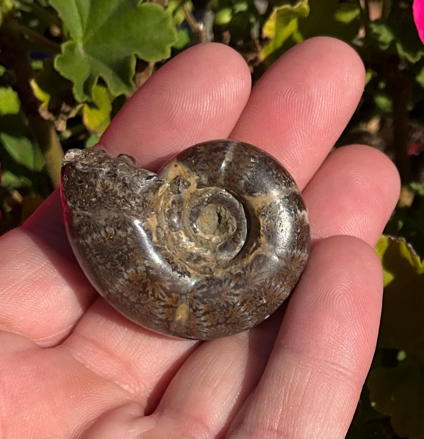Ammonite Fossils