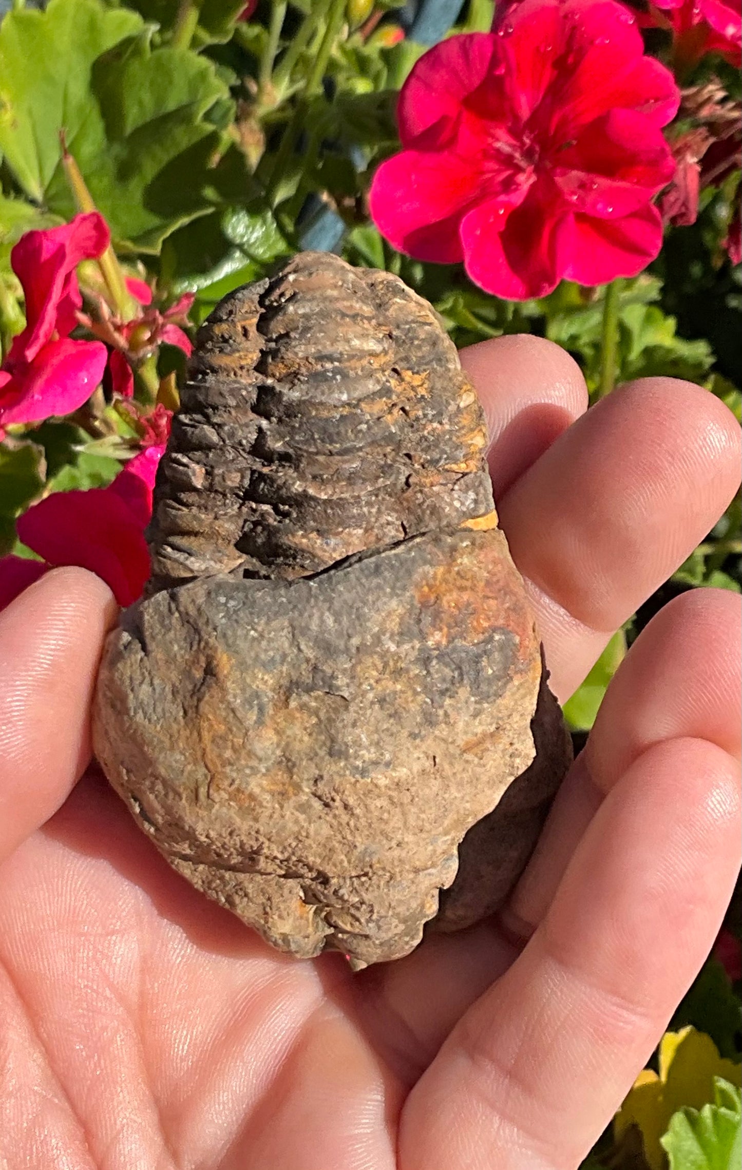 Trilobite Fossil (exoskeleton)