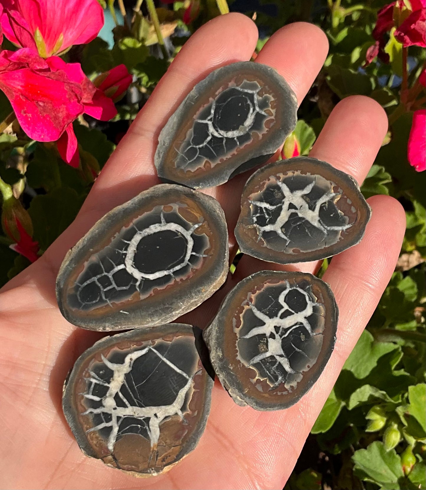 Septarian Nodule Slabs