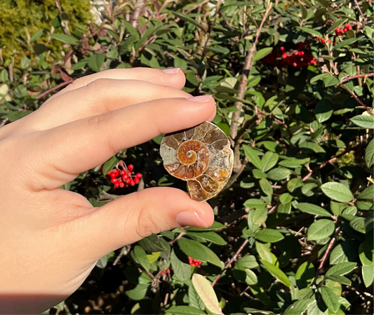 Ammonite Fossils