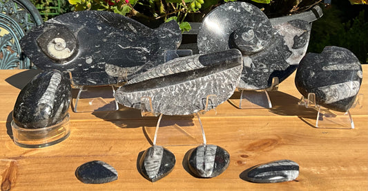 Assorted Orthoceras and Ammonite Fossils