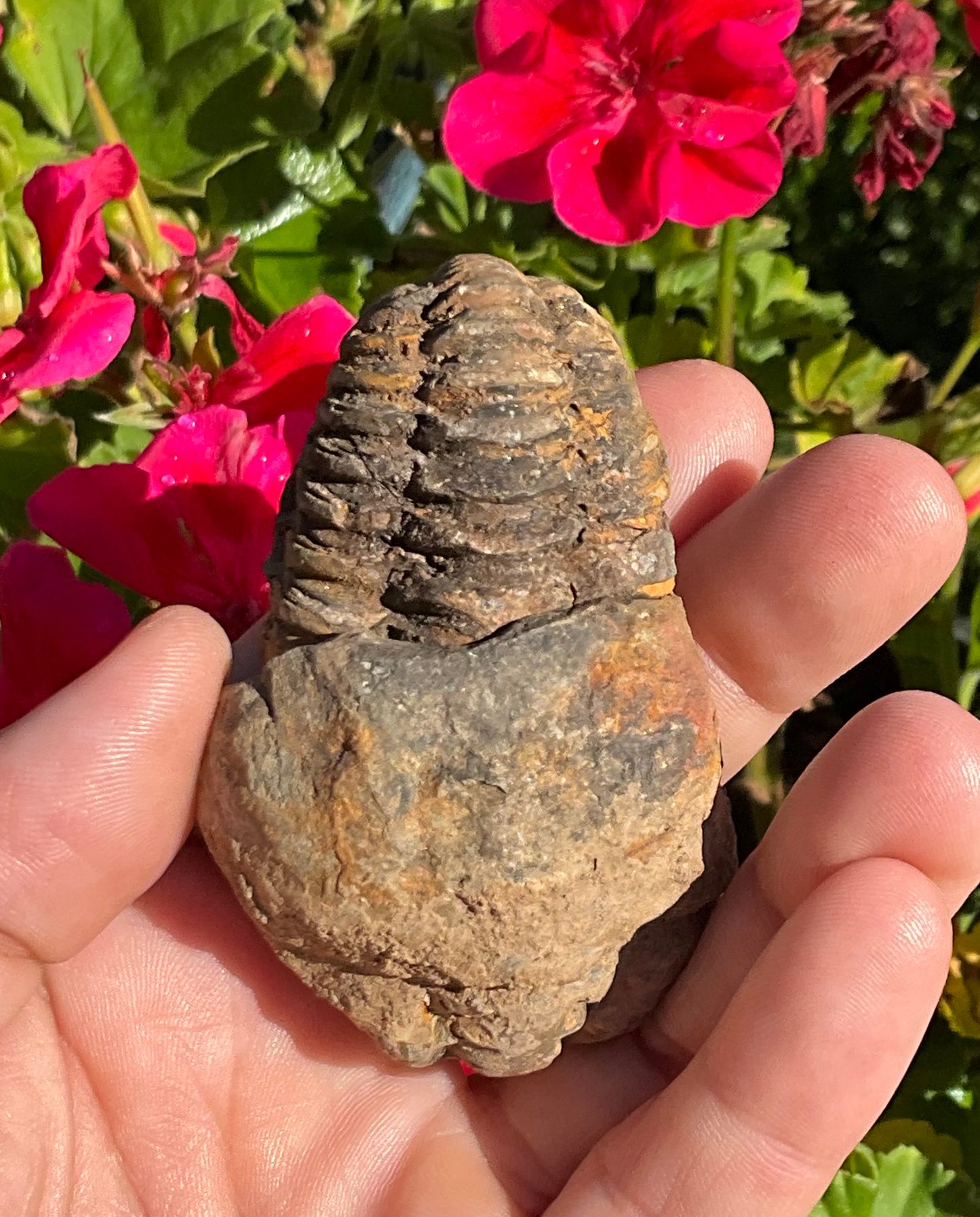 Trilobite Fossil (exoskeleton)