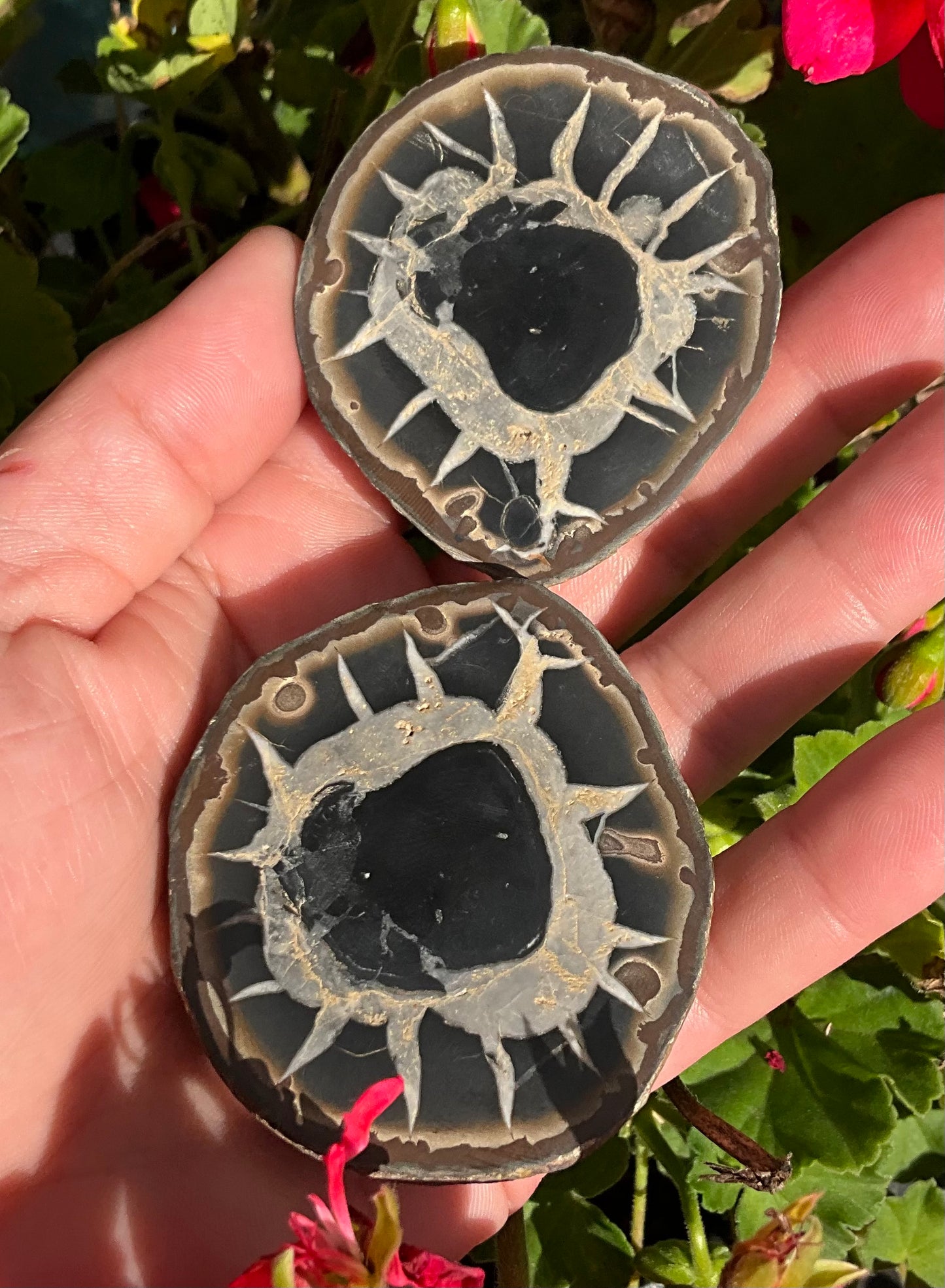 Septarian Nodule Slabs