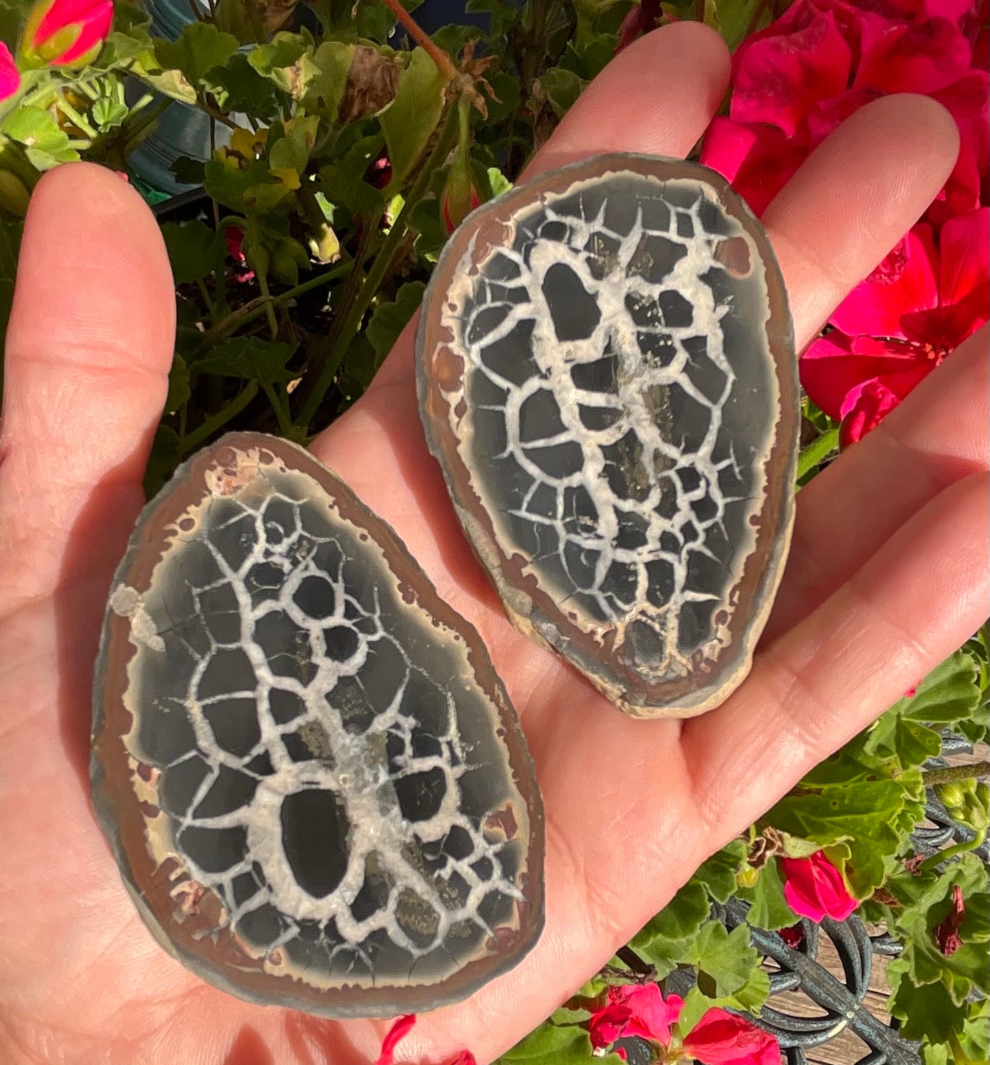 Septarian Nodule Slabs