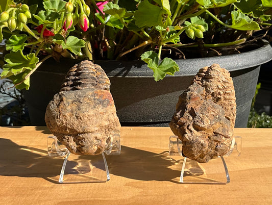 Trilobite Fossil (exoskeleton)