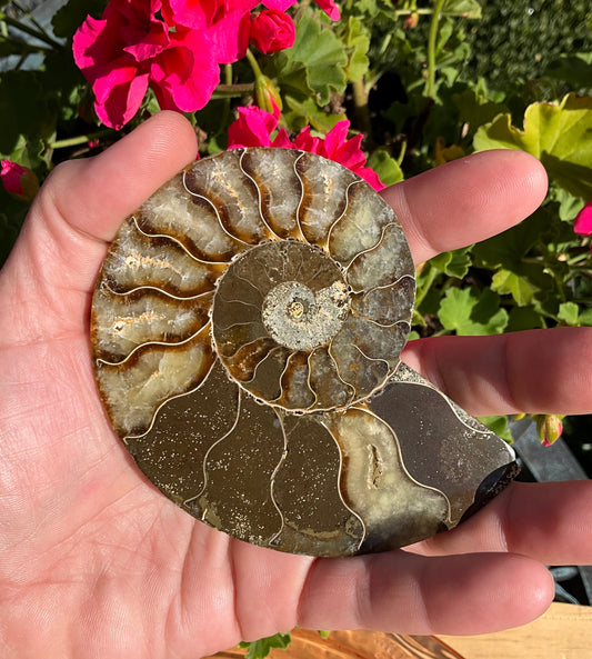 Large Ammonite Fossil