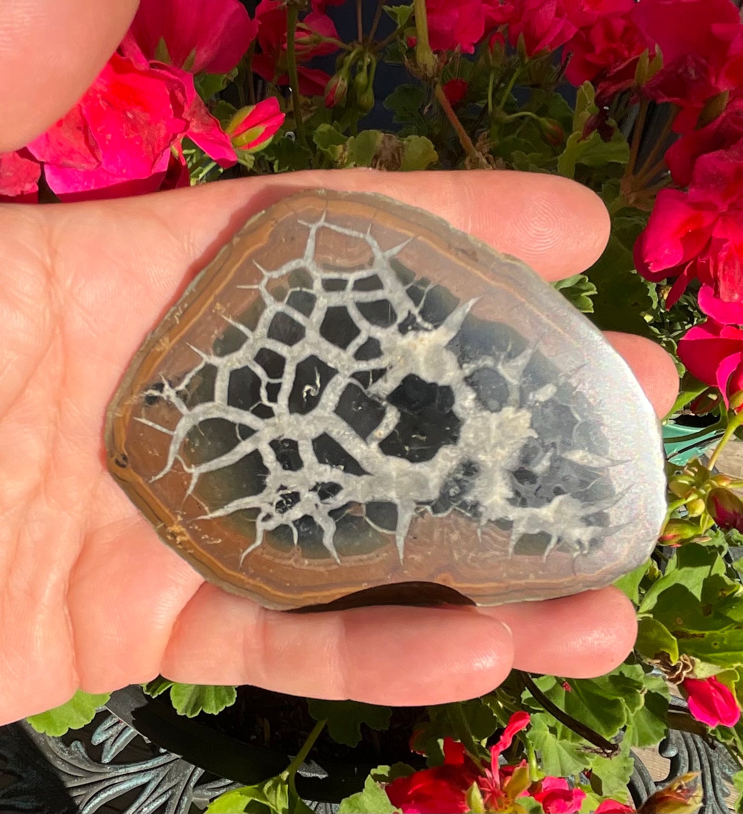 Septarian Nodule Slabs