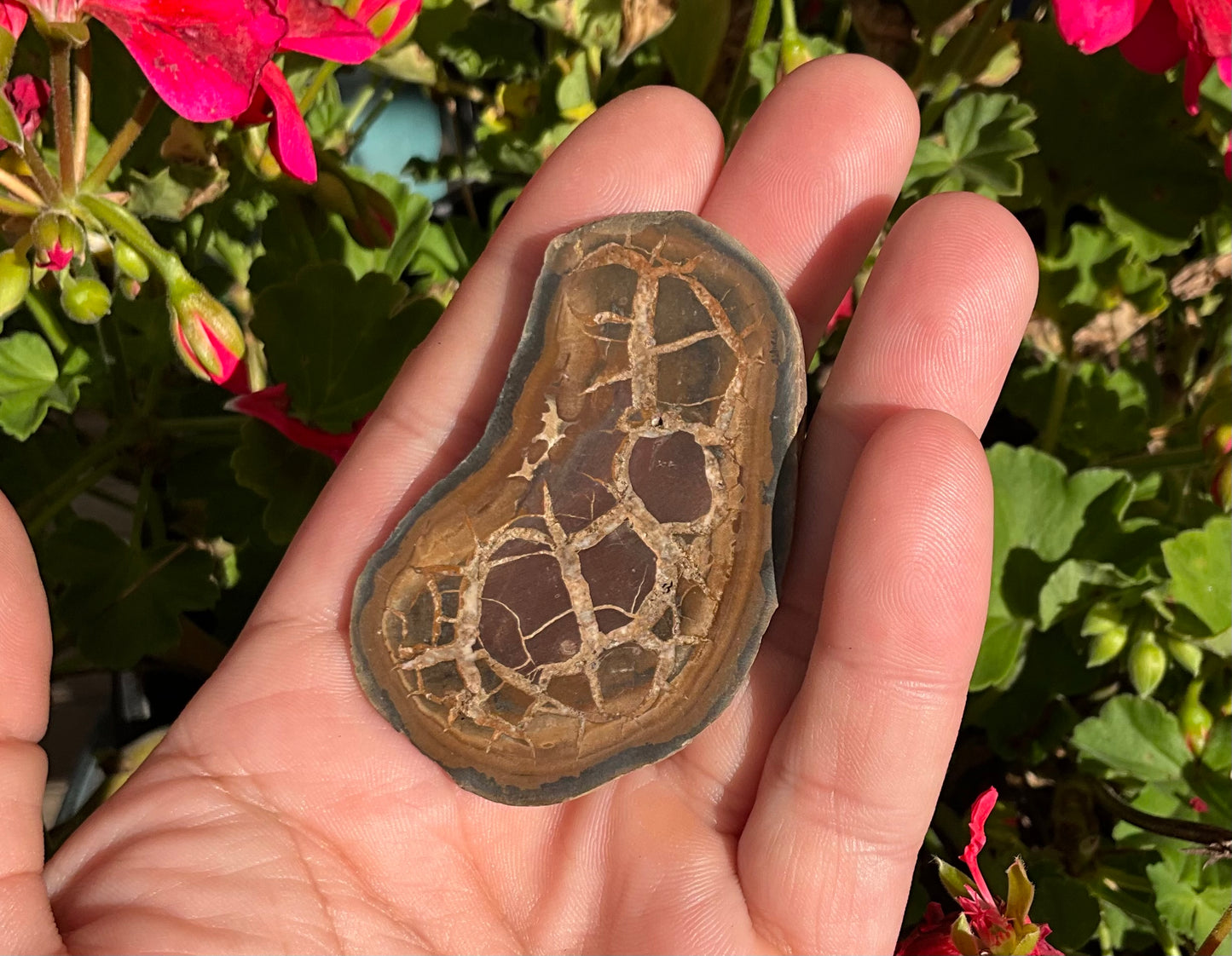Septarian Nodule Slabs