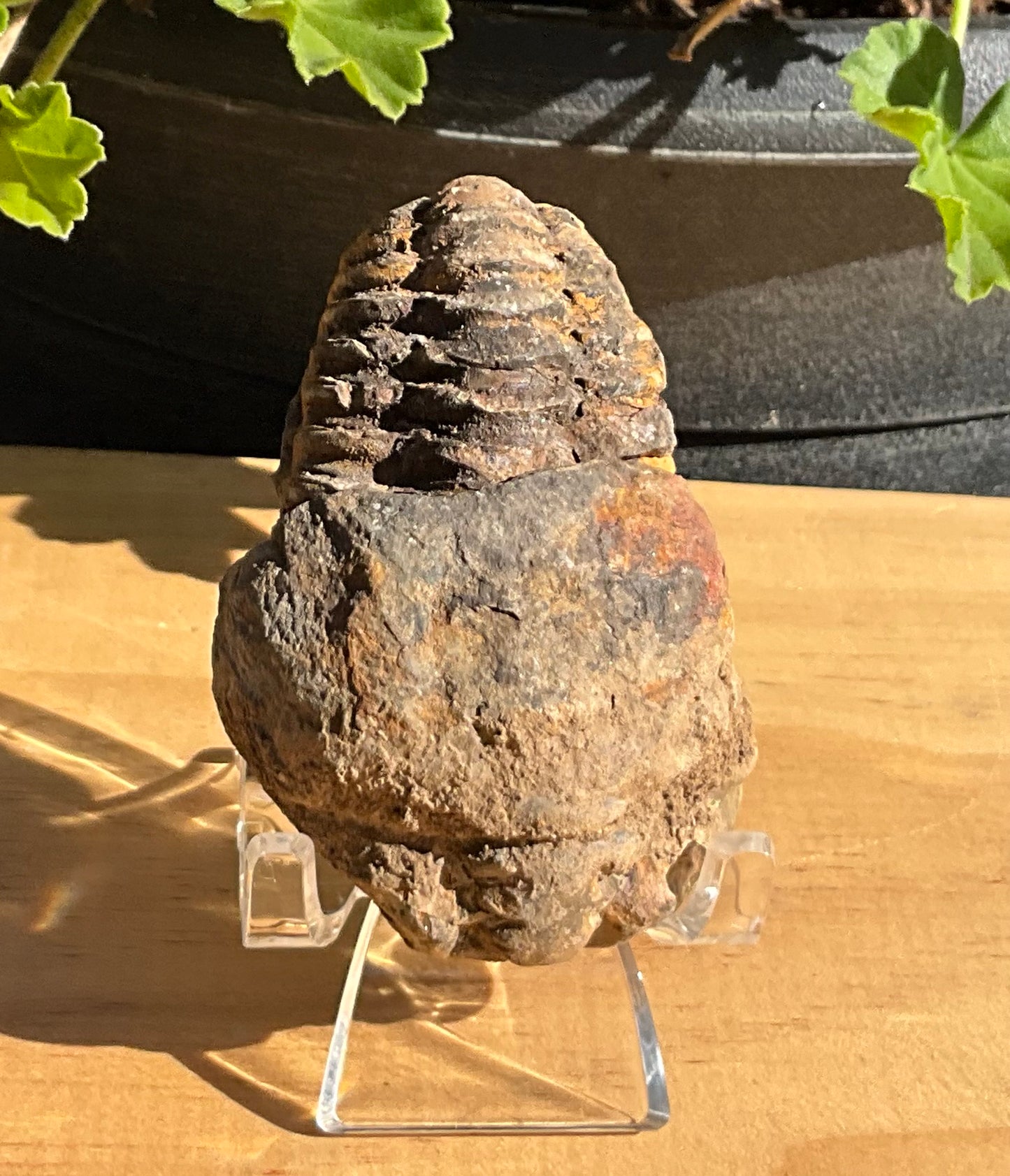 Trilobite Fossil (exoskeleton)