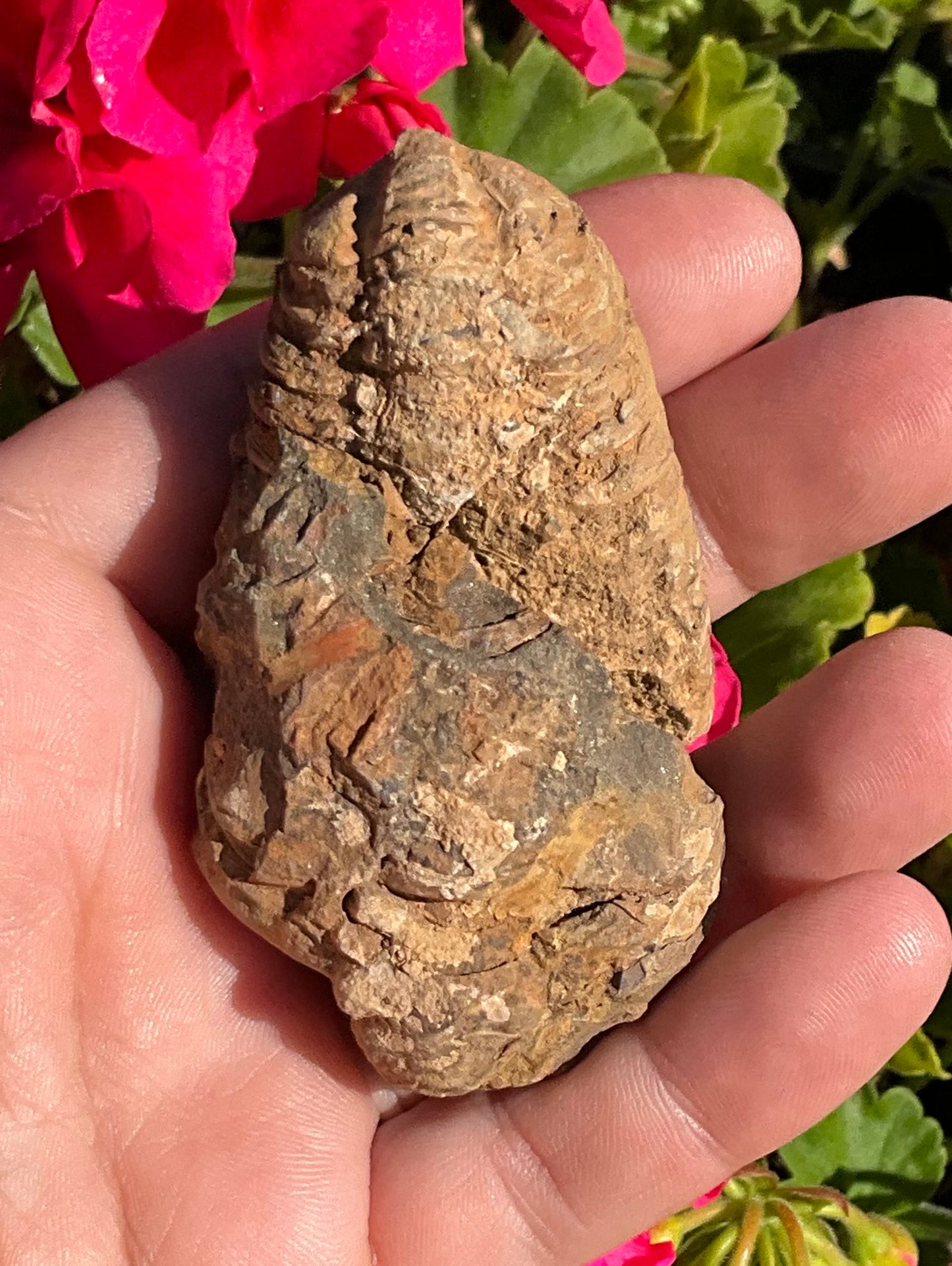 Trilobite Fossil (exoskeleton)