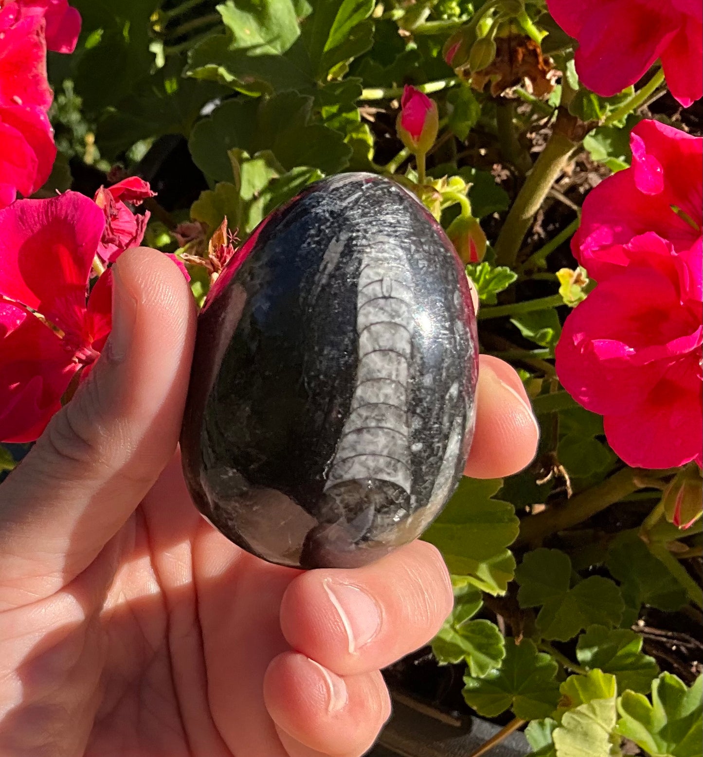Assorted Orthoceras and Ammonite Fossils