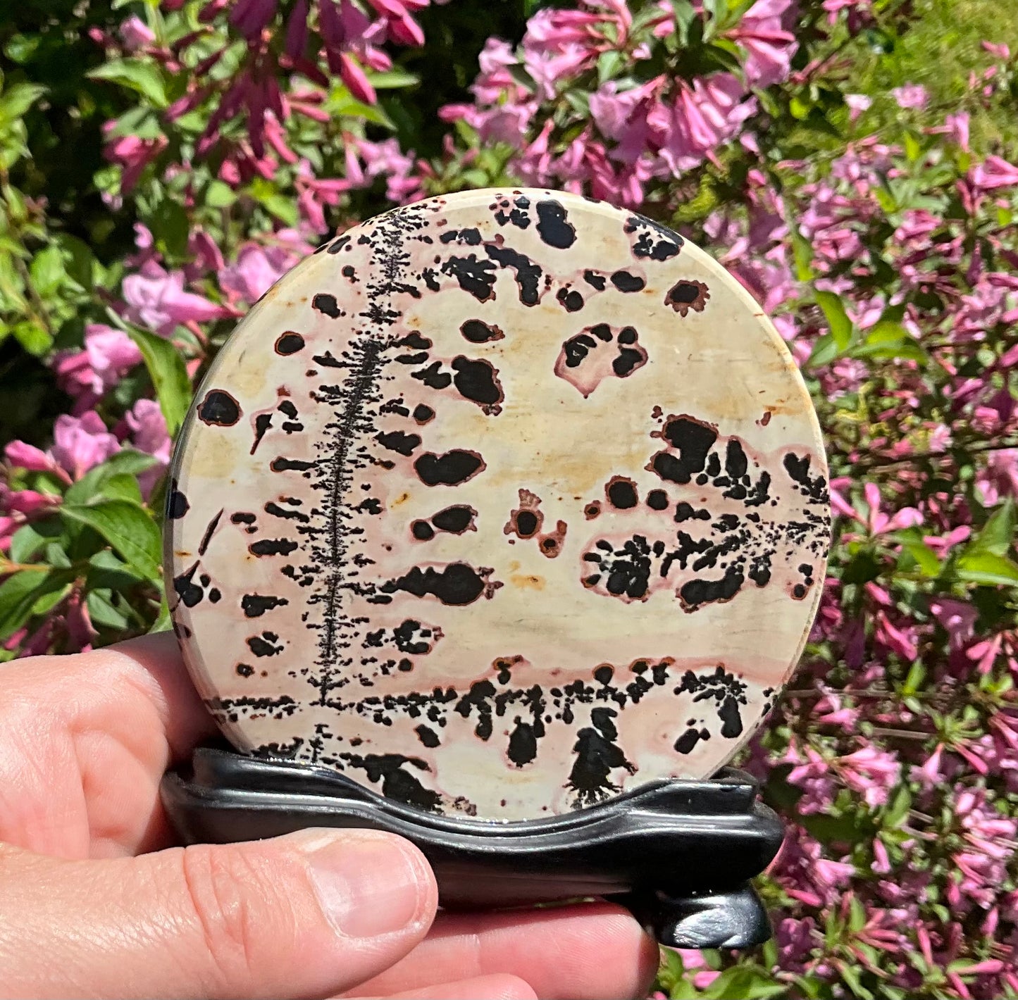 Picture Jasper Round Slabs (on wooden stands)