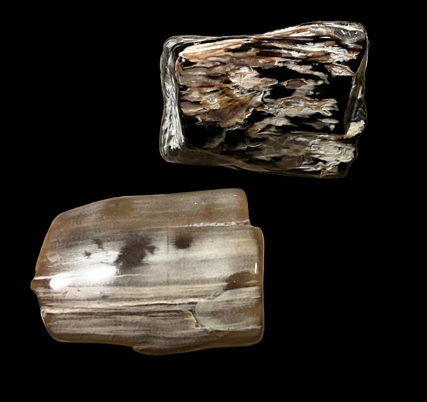 Polished Petrified Wood